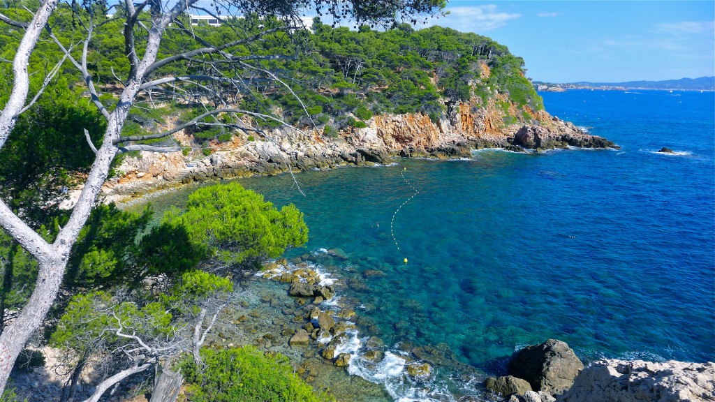 Pin Des Et Garrigue Bandol Littoral