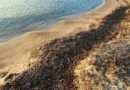 Concilier entretien des plages et préservation du littoral : fantasme ou réalité ?